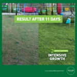 Fertilisation effect of the spring lawn feed – intensive growth – Mr. Green Grass® on a customer's lawn in Ostrów County