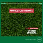 Effect of fertilising with Autumn Lawn Feed – Winter Survival – Mr. Green Grass