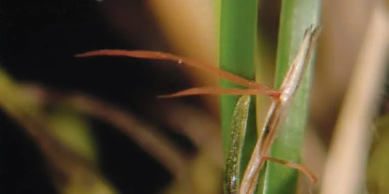 Pests & Diseases red thread