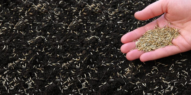 overseeding grass