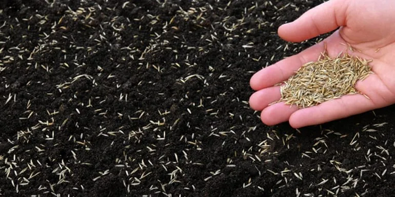 overseeding grass