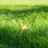 Autumn leaf on the lawn