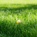 Autumn leaf on the lawn