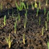 Grass seedlings