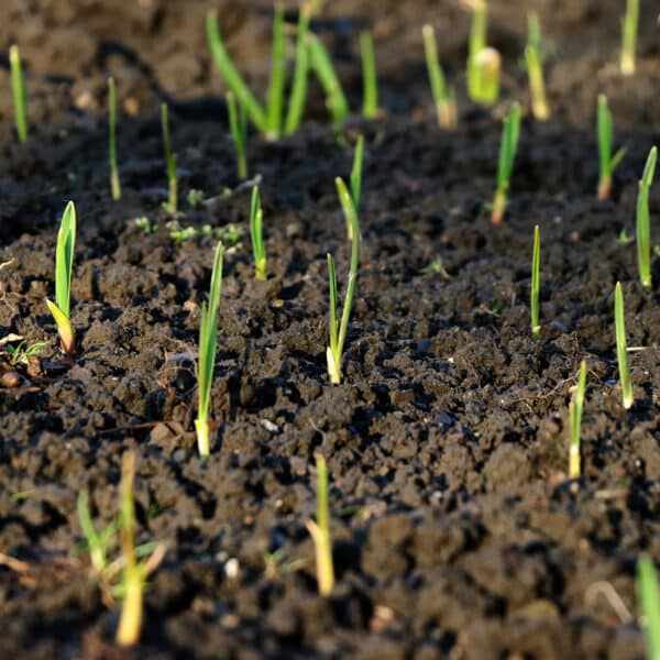 Grass seedlings