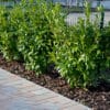 Shrubs by the driveway