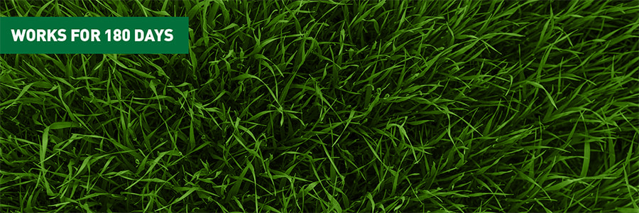 Feeding the Lawn in Autumn
