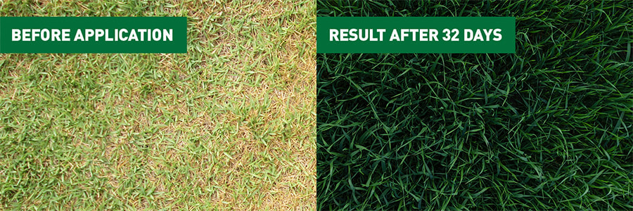 Lawn feeding in early spring
