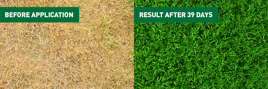 Feeding the Lawn in Spring