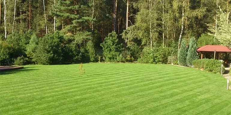 New lawn