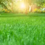 First mowing of the newly established lawn