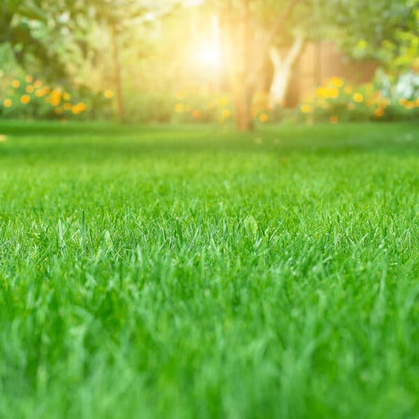 First mow of the new lawn
