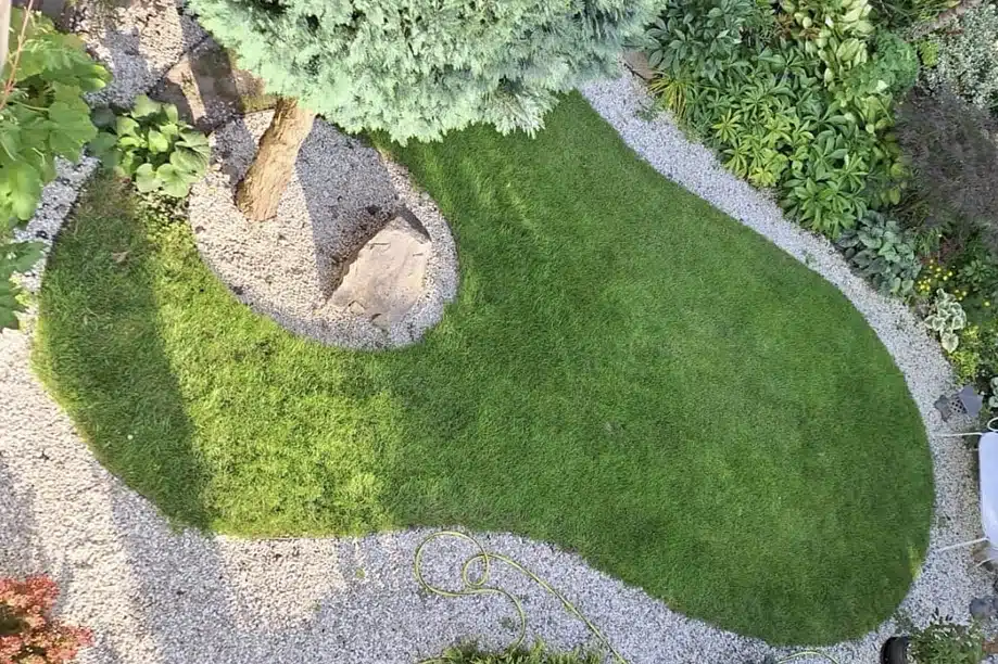 Trawnik po 30 dniach od regeneracji