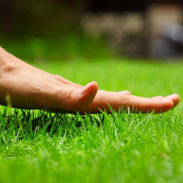 Early spring lawn condition