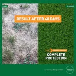The effect of fertilising with summer lawn feed – complete protection – Mr. Green Grass® Green Grass