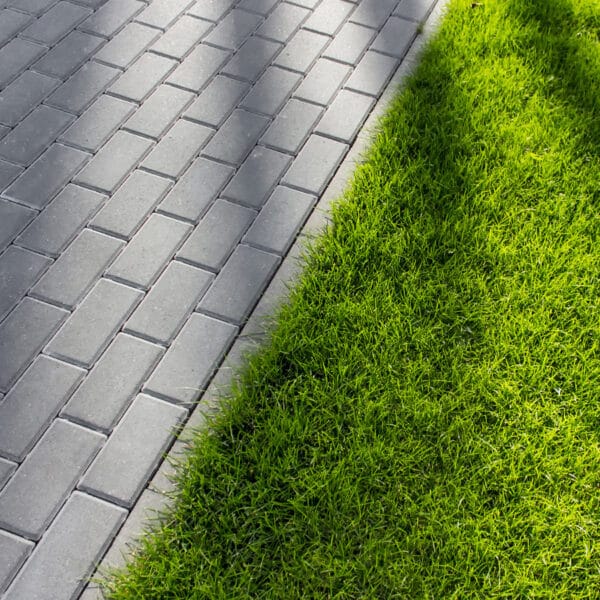 Lawn beside the paving stones