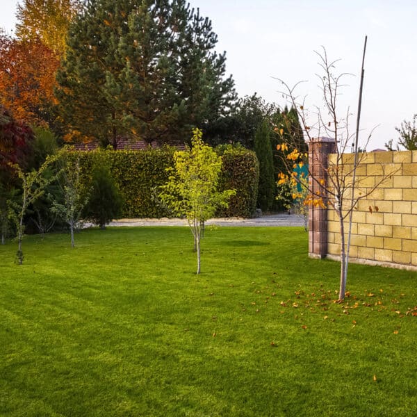 Lawn in autumn