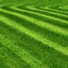 Lawn after mowing in April
