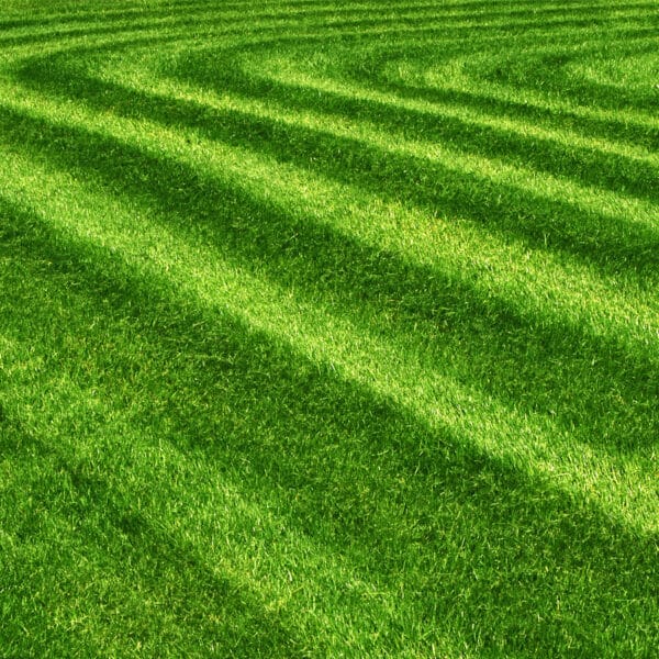 Lawn after mowing in April