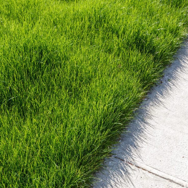 Lawn before mowing