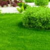 Lawn in the garden in spring