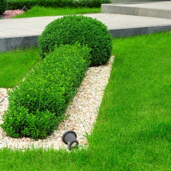 Lawn around the terrace in early spring