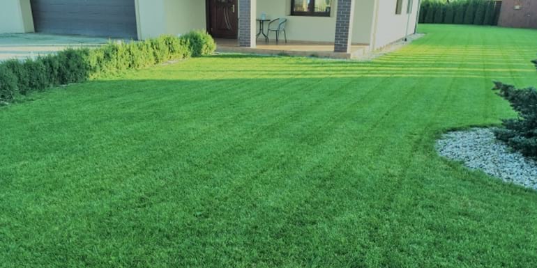 lawn from seed