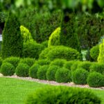 Garden arborvitaes