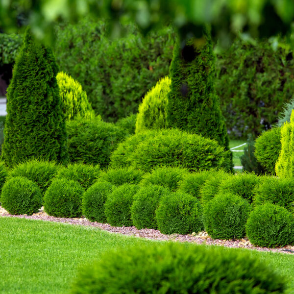 Arborvitae in the garden