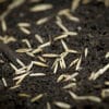 Seeding the lawn