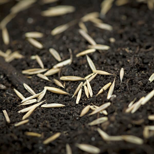 Seeding the lawn