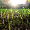Grass blades