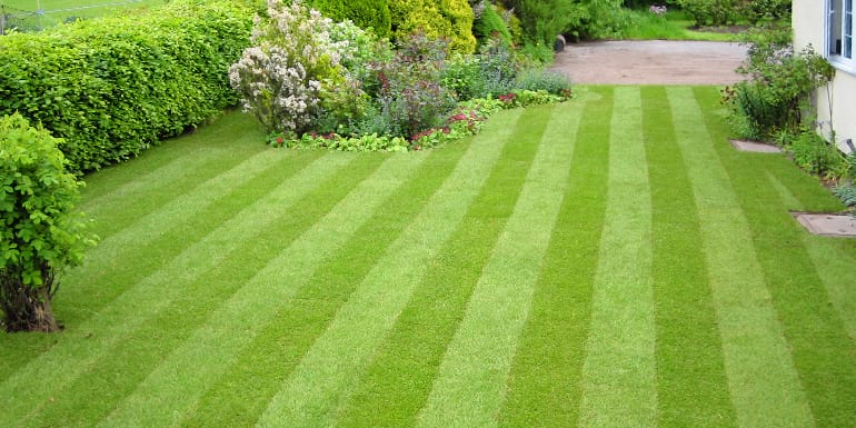 renovated lawn