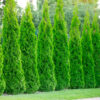 Hedge – Emerald arborvitae