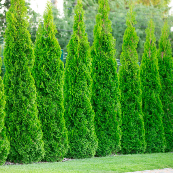 Hedge – Emerald arborvitae